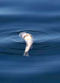 Gulf of Mexico Dead Zone